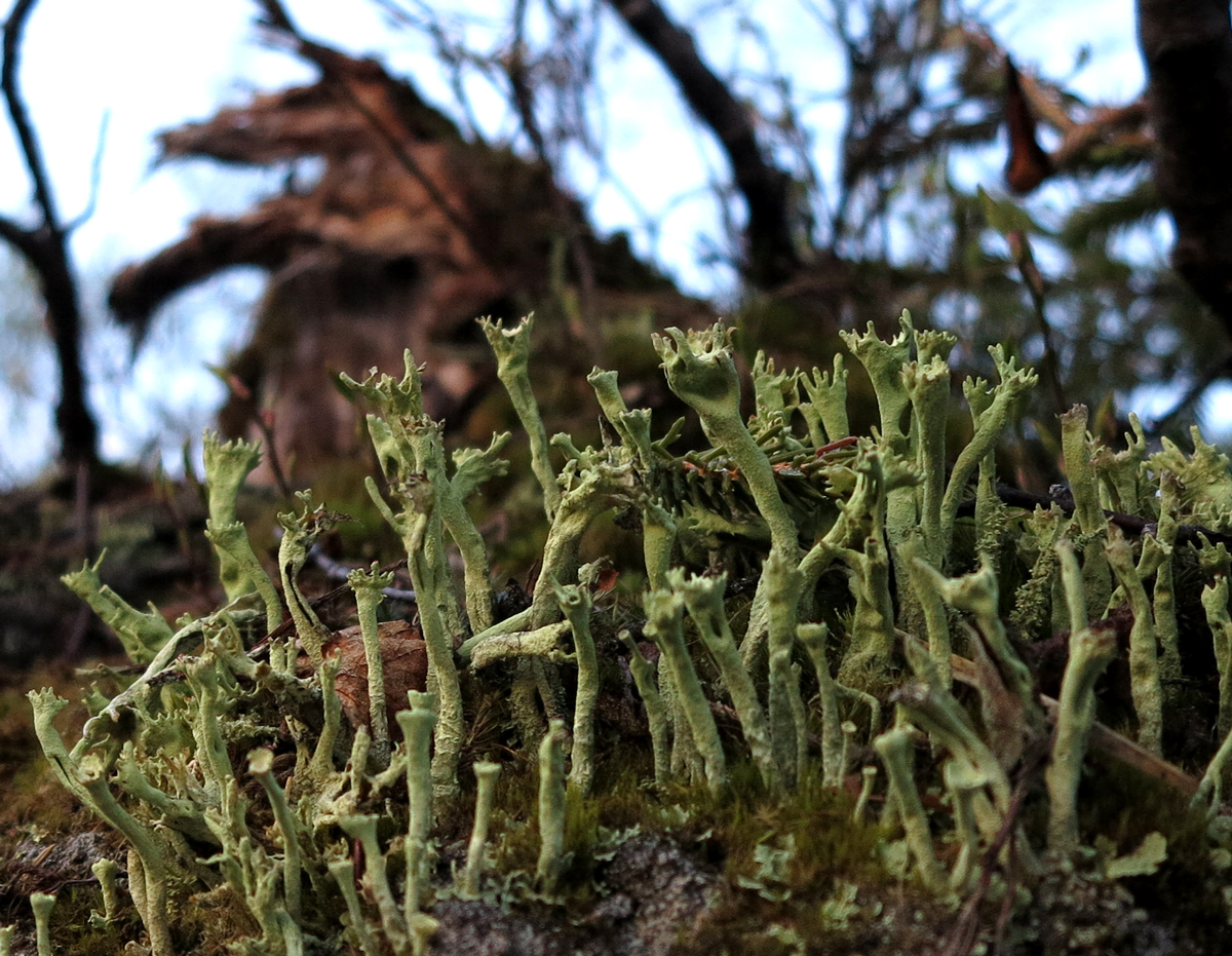 Cladonia asahinae