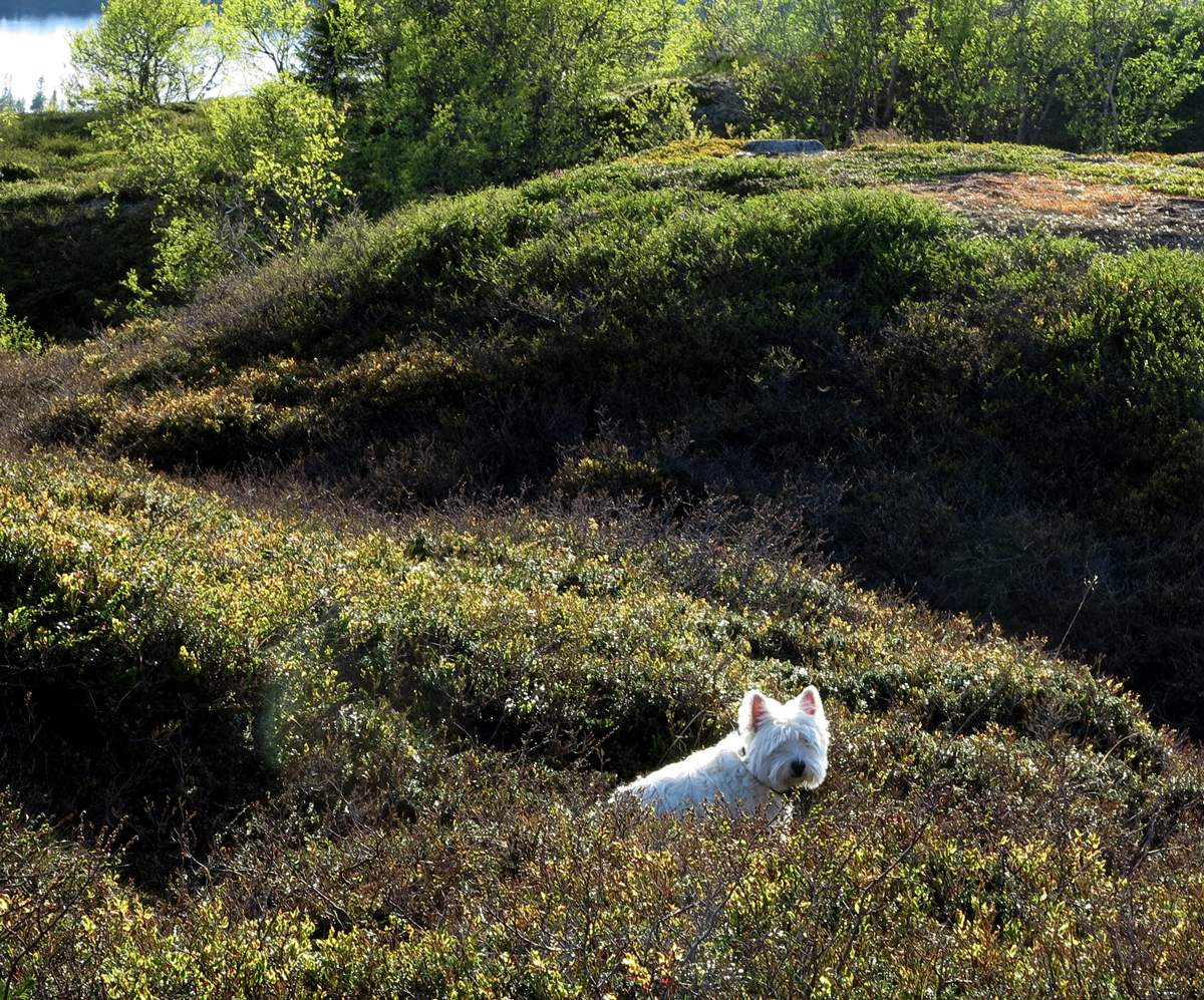 connie in the heather