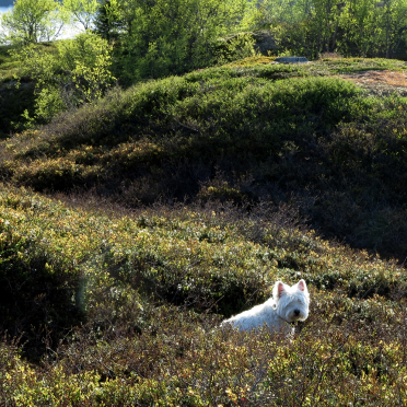 connie in the heather