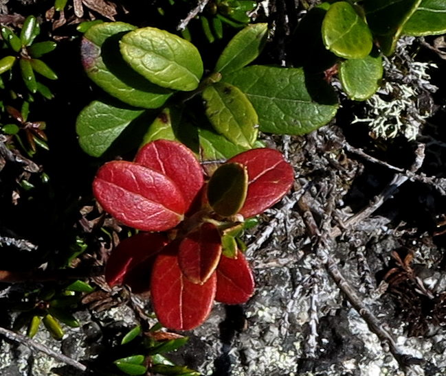 lingonberry?