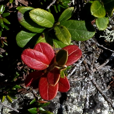 lingonberry?