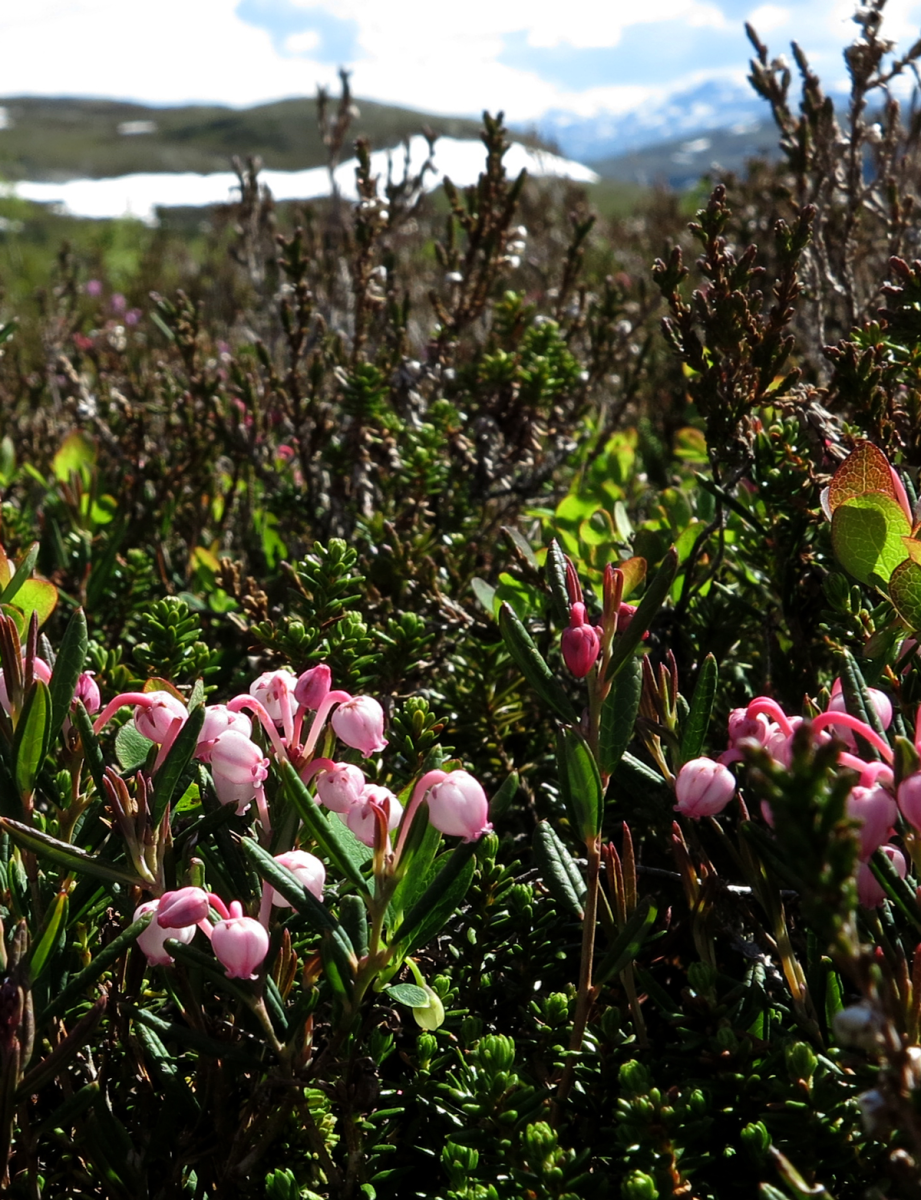 bog rosemary