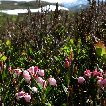 bog rosemary