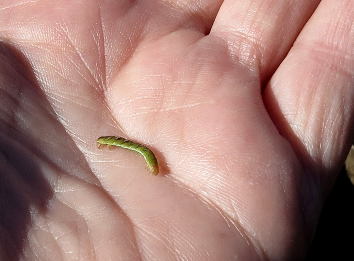 some kind of tiny crawlie..