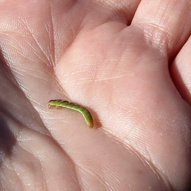 some kind of tiny crawlie..