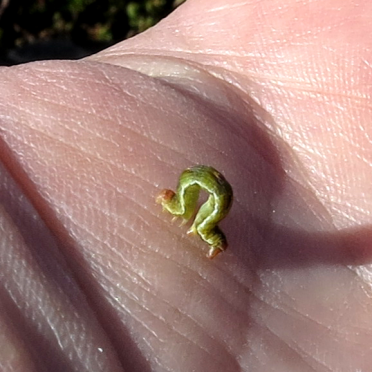 some kind of tiny crawlie..