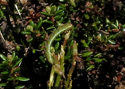 some kind of tiny crawlie..
