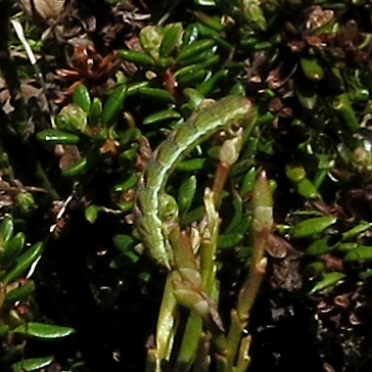 some kind of tiny crawlie..