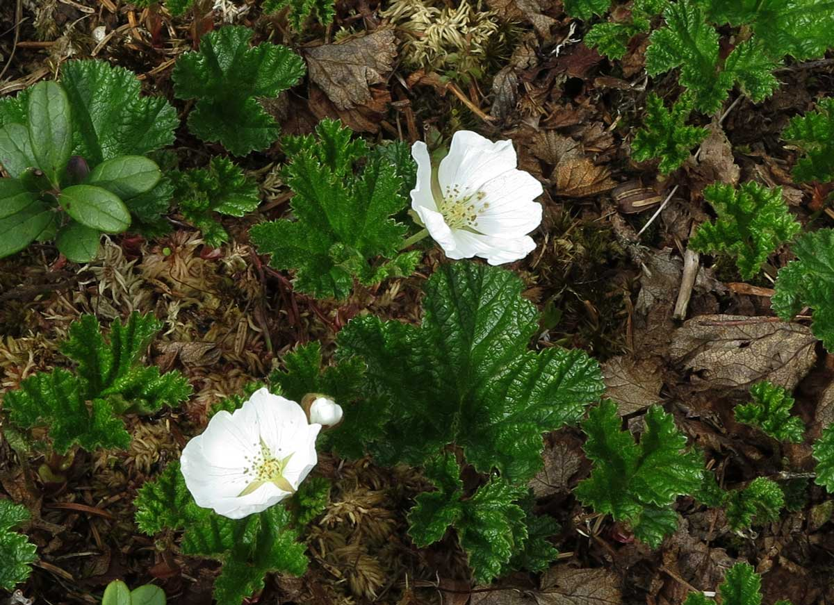 cloudberry flowers