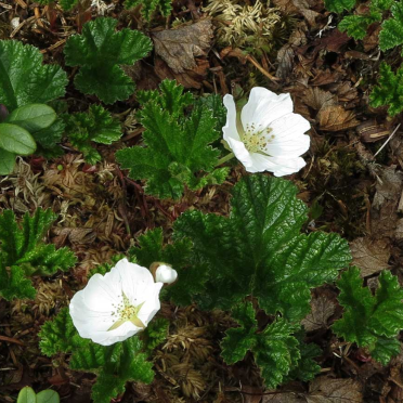 cloudberry flowers