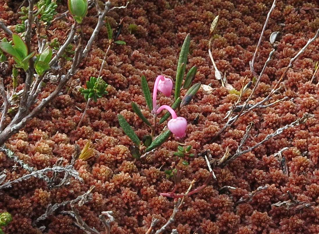 moss 