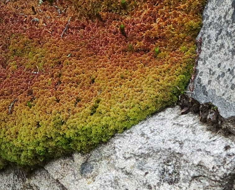 moss