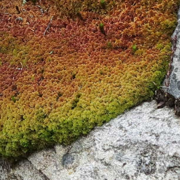 moss