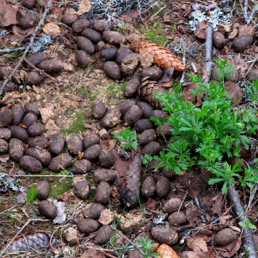 elk poo