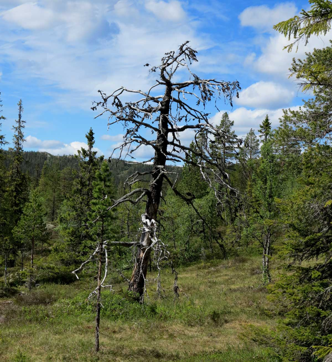 firewood