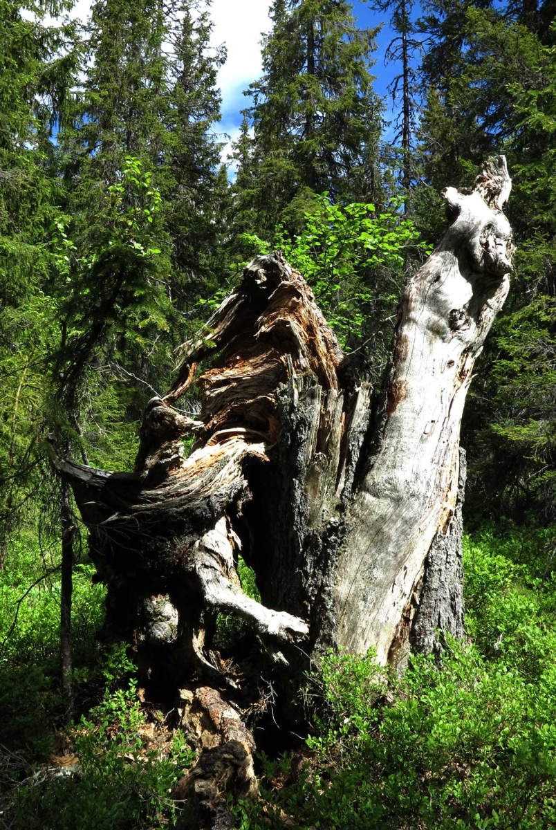 where trolls come from