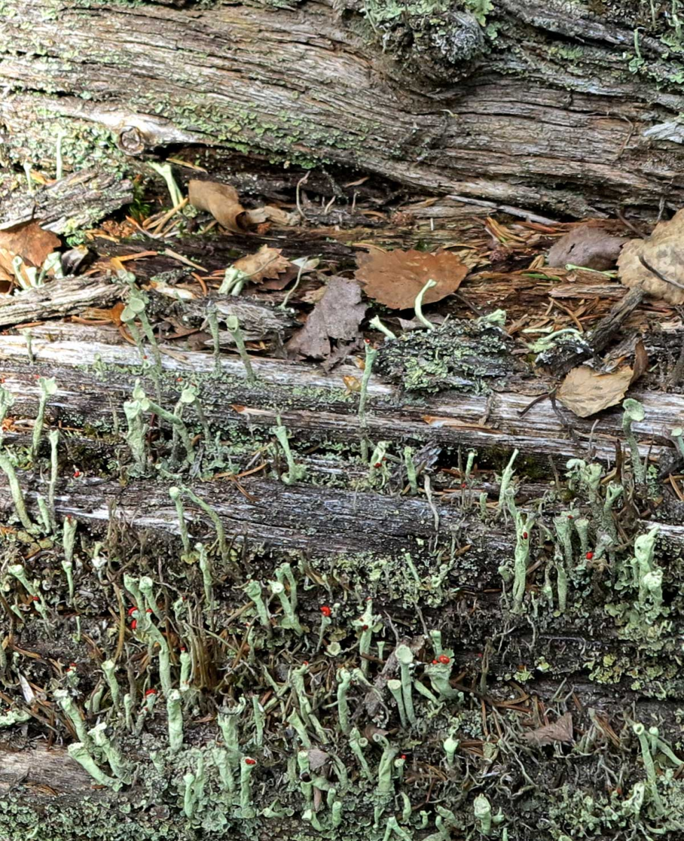 pixie-cup lichen