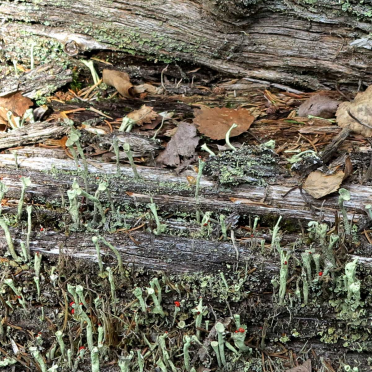 pixie-cup lichen