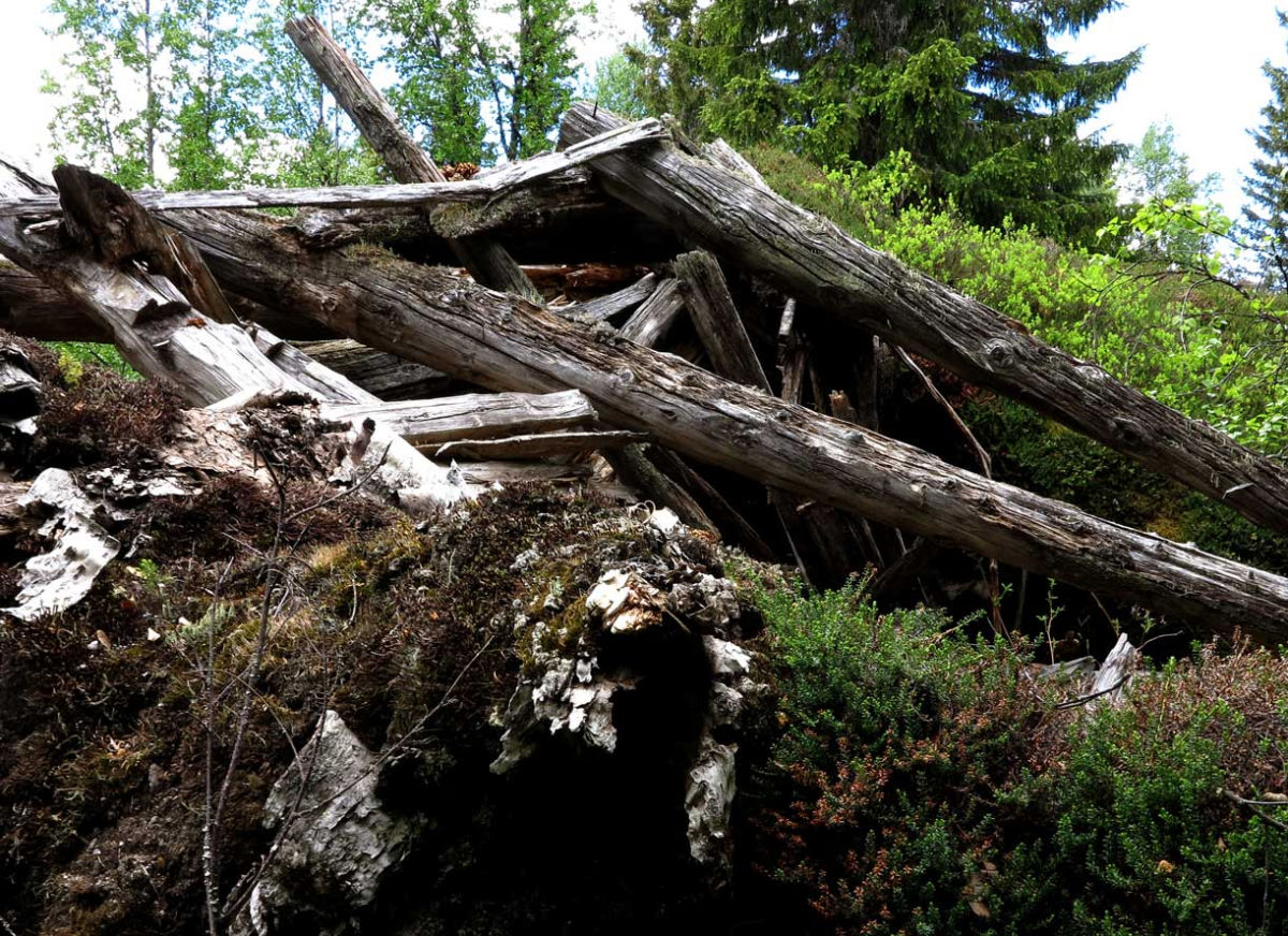 nature taking back