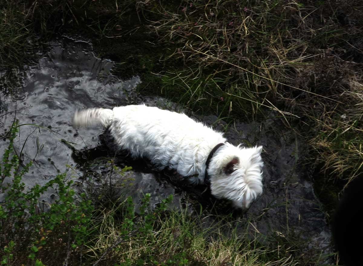 in your bog..