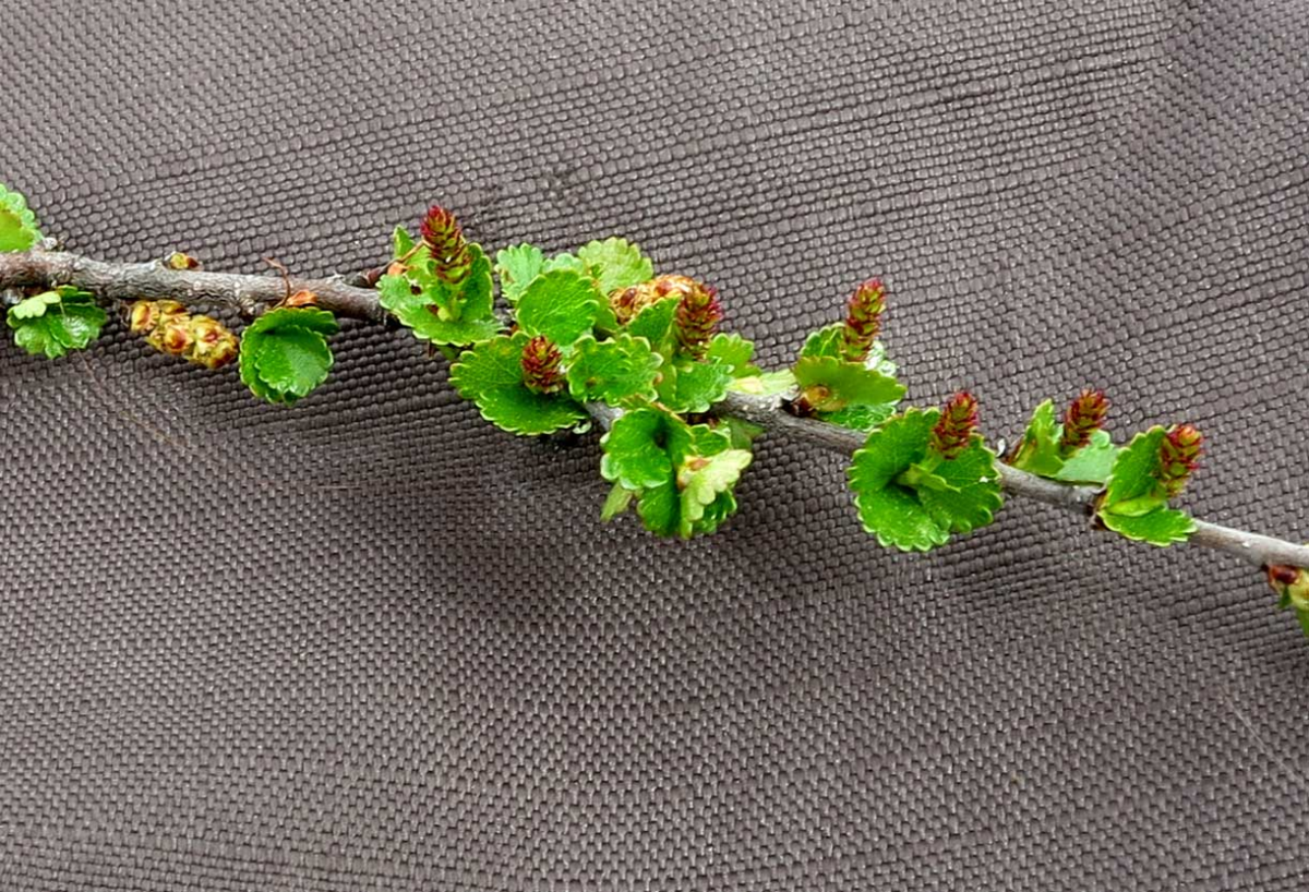 dwarf birch with catkins
