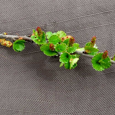 dwarf birch with catkins