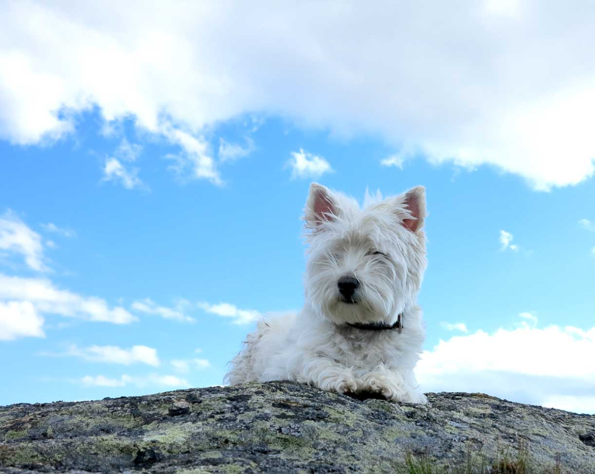 ruling the mountain