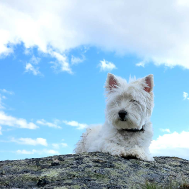 ruling the mountain