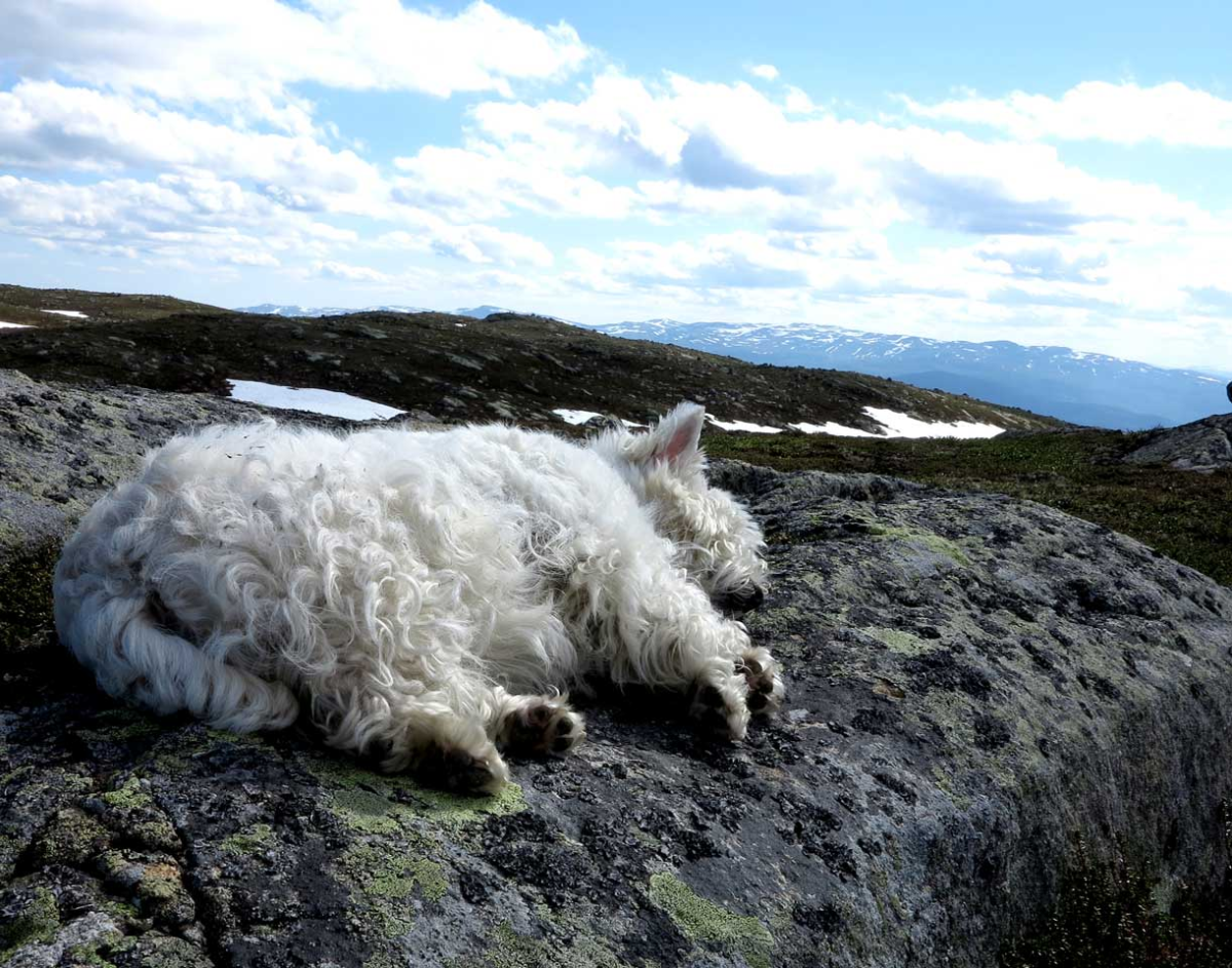 snoozing on your mountain