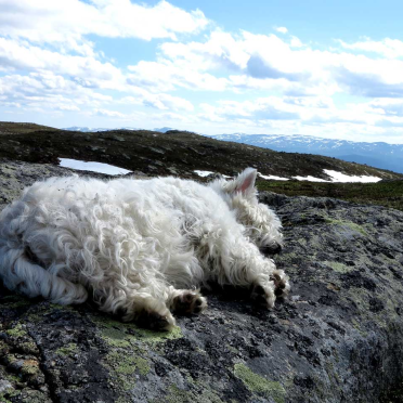 snoozing on your mountain