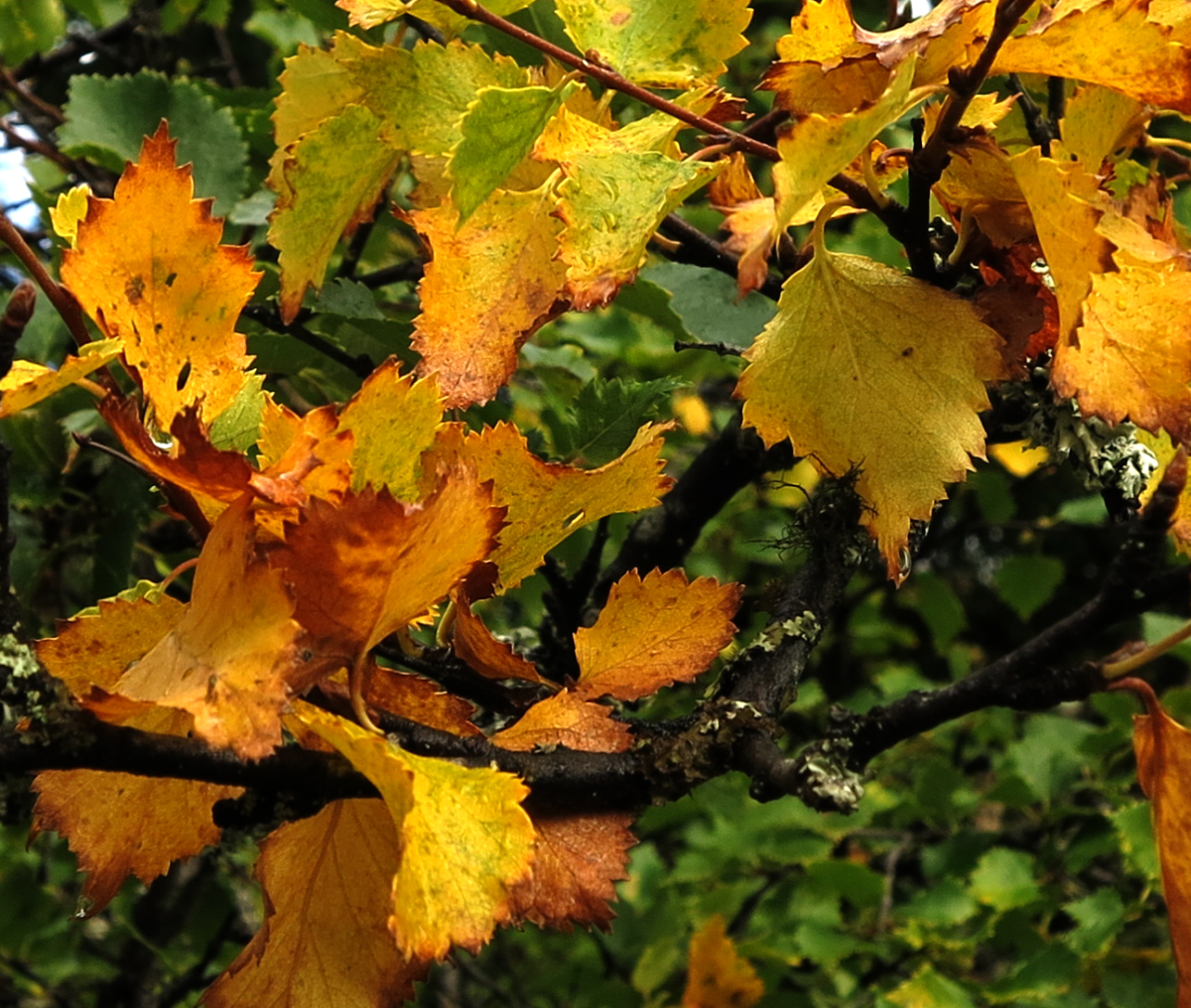 birch