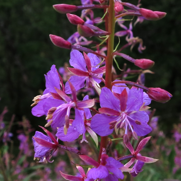 fireweed