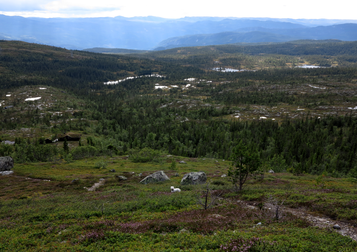 vassfarfjellet