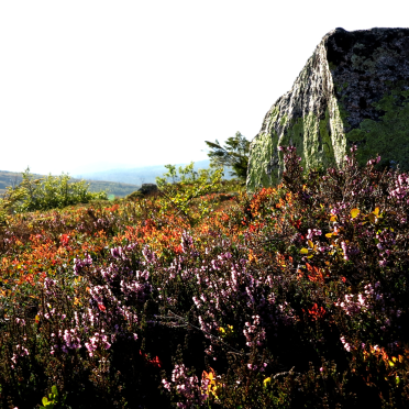 heather and berries 