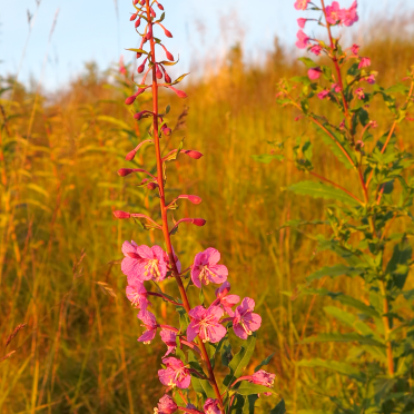 fireweed
