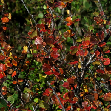 dwarf birch