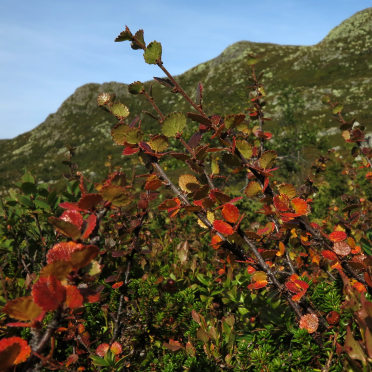 dwarf birch