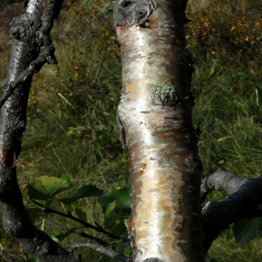 mountain birch