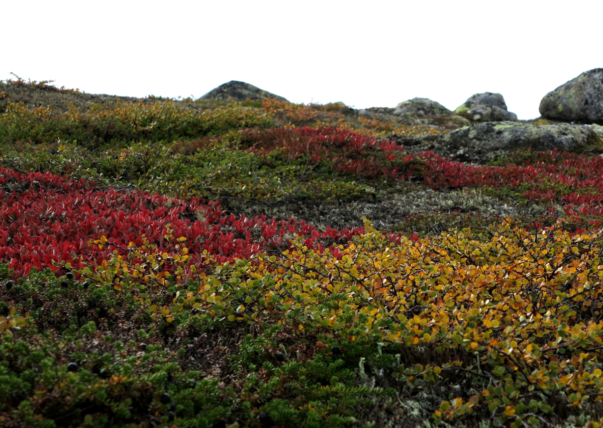 vassfarfjellet