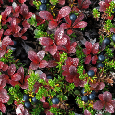 crowberries 