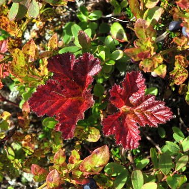 cloud berry plant