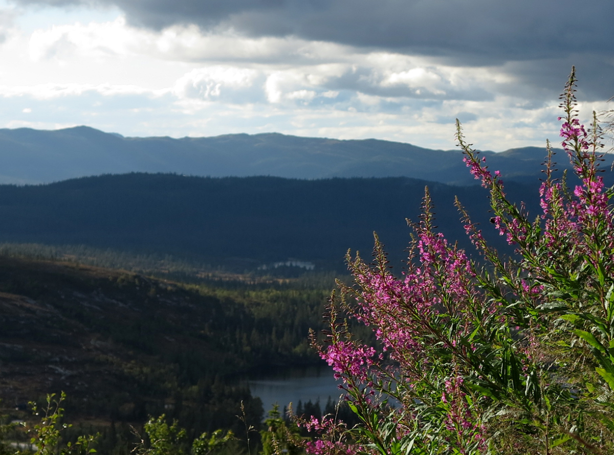vassfarfjellet