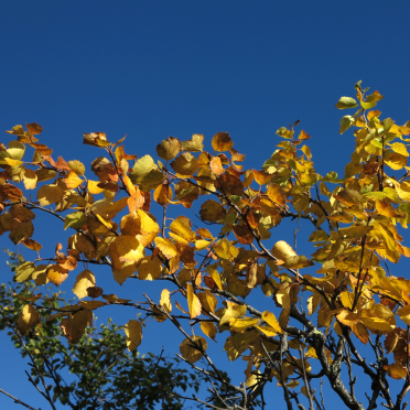 mountain birch