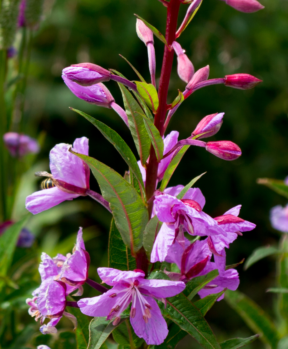 fireweed