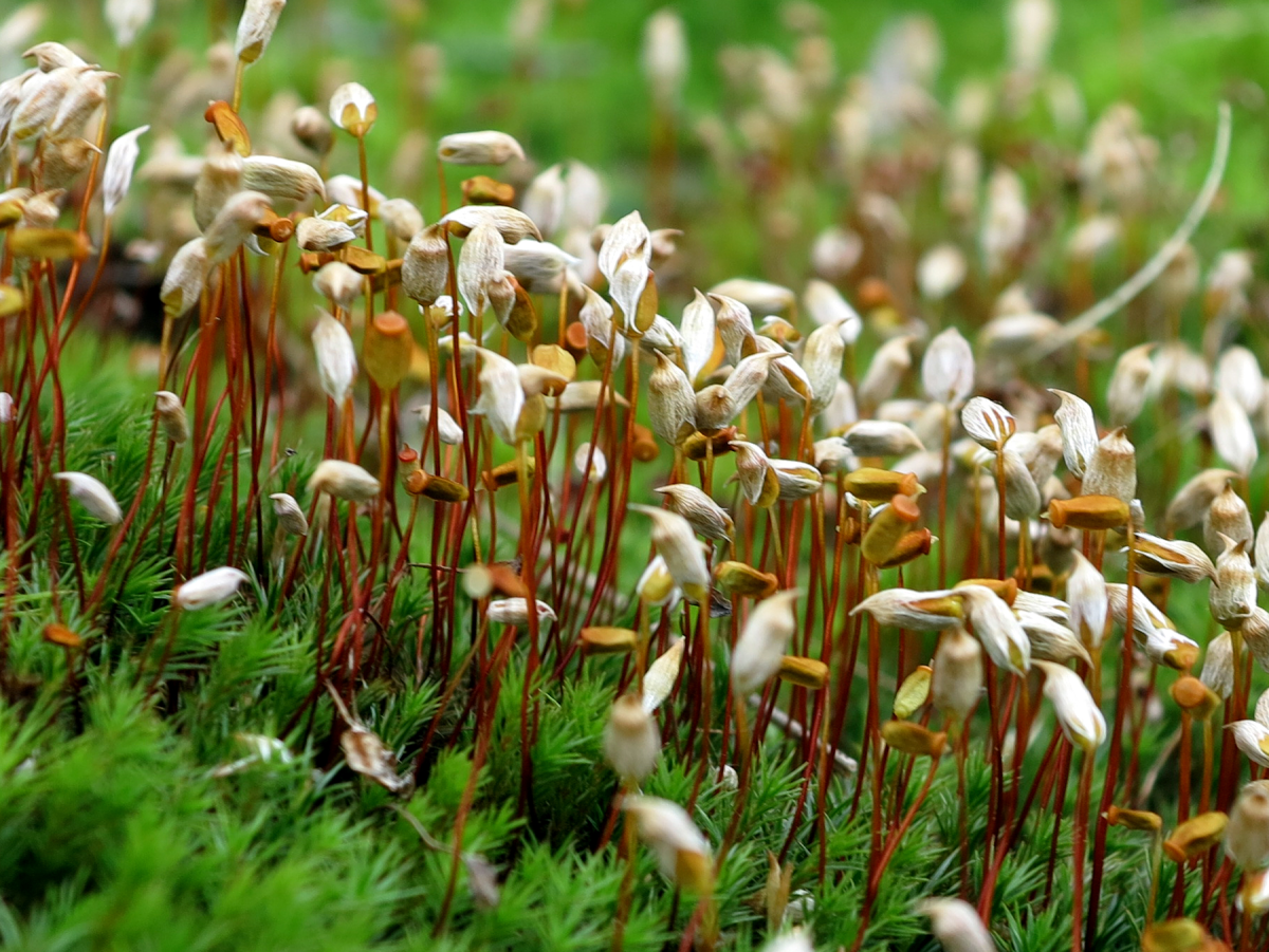 moss