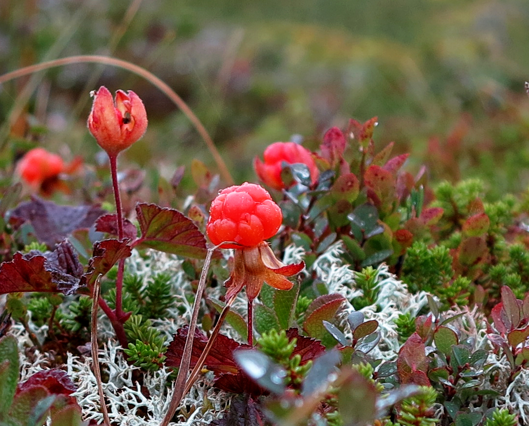 cloudberries