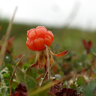 cloudberries