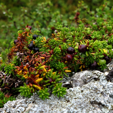 crowberries