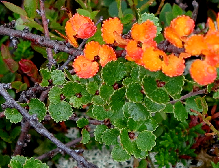 dwarf birch