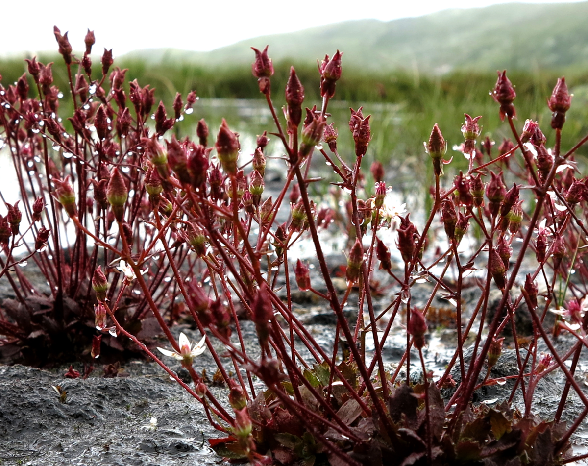 some bog plant